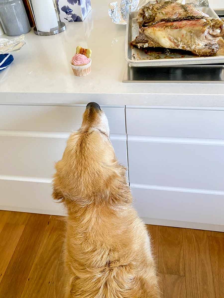 Dozer cupcake vs lamb