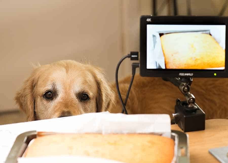 Dozer peering at lamingtons
