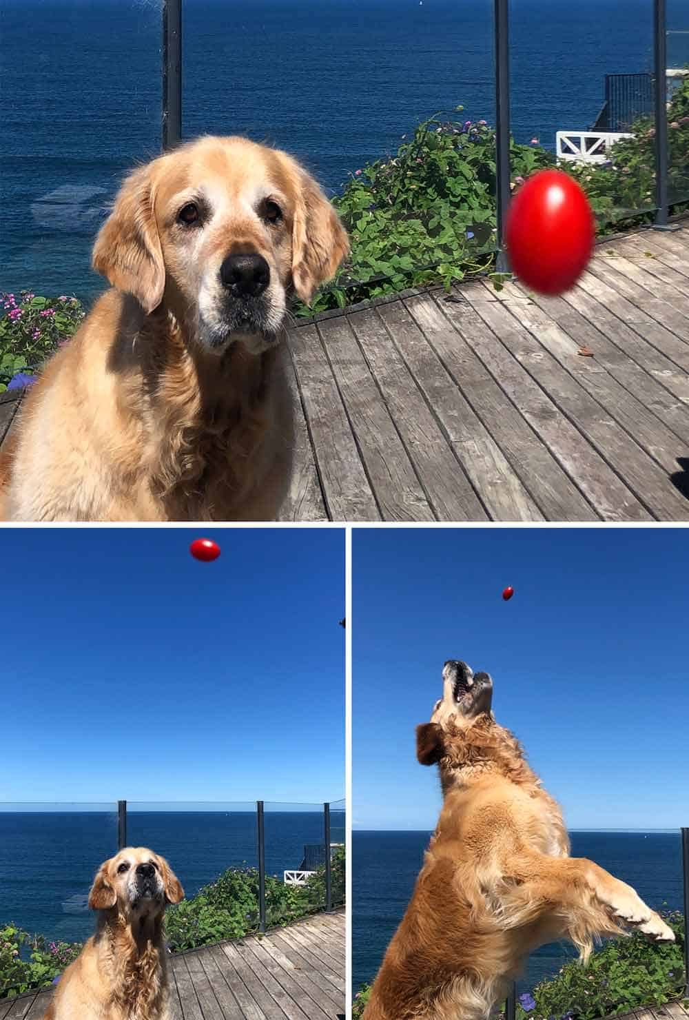Dozer catching cherry tomatoes