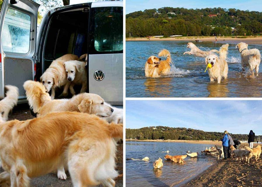 Dozer bayview boarding dogs