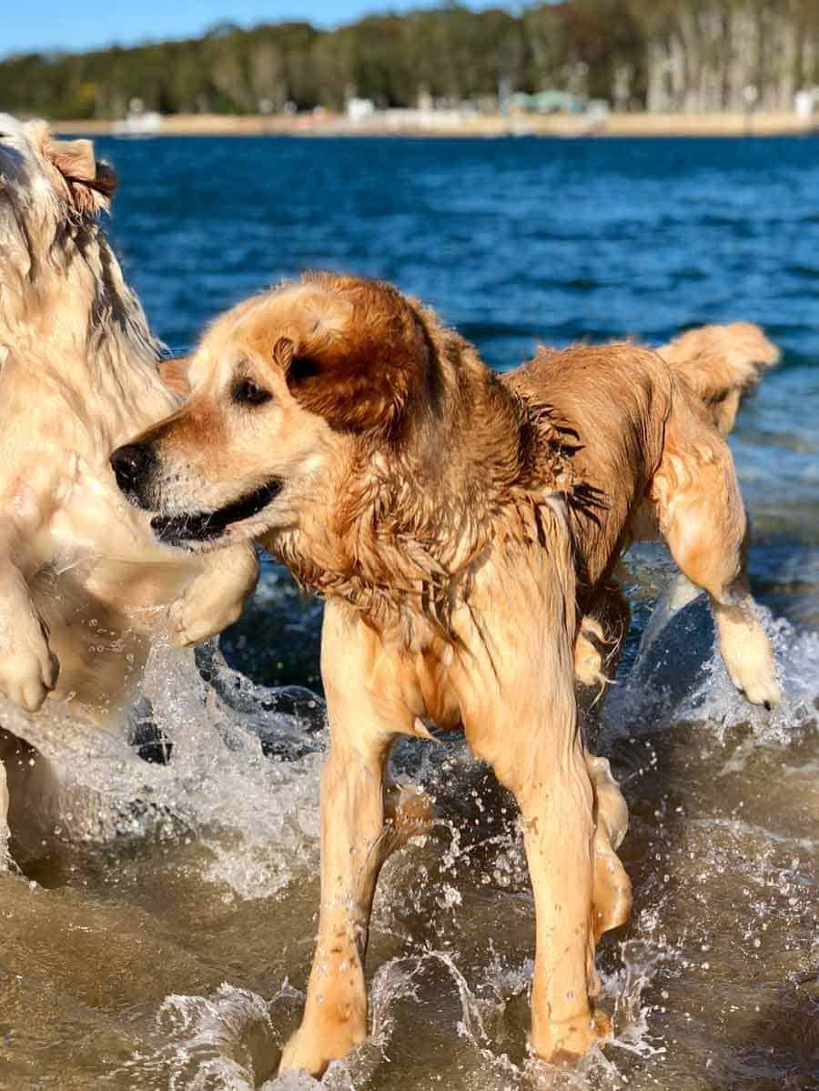 Dozer the golden retriever at Bayview dog beach September 2018
