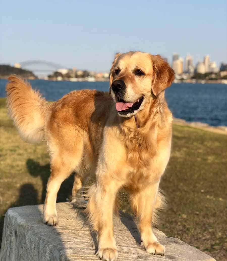 Dozer the golden retriever dog at Clarkes Point Sydney