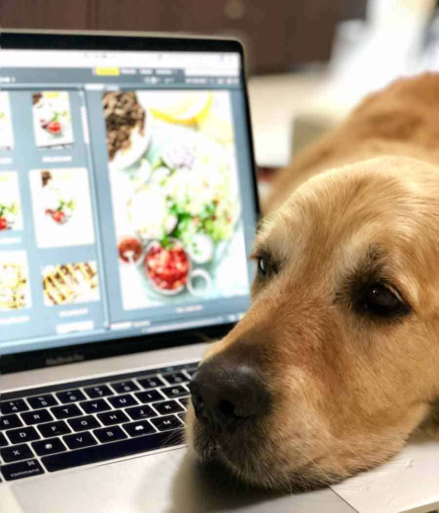 Dozer the golden retriever head on laptop