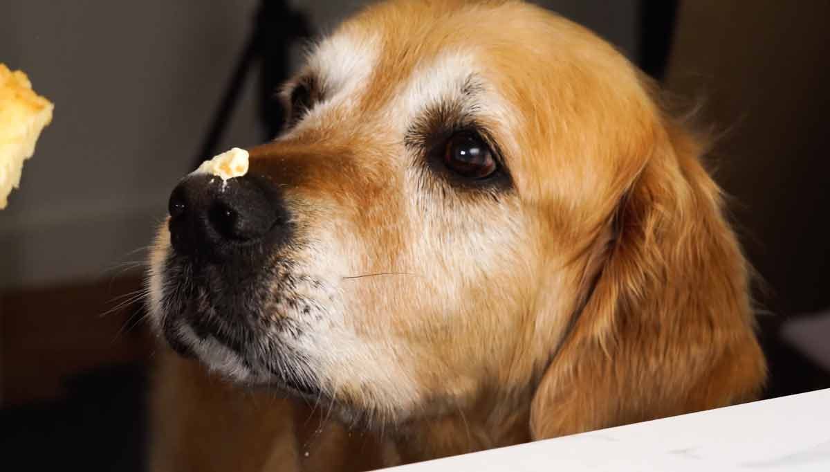 Dozer Fluffy Vanilla Frosting on nose