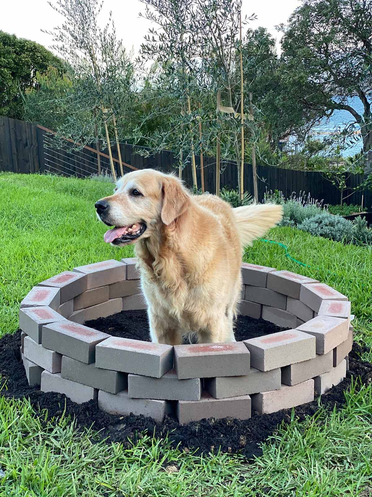 French fish pie Dozer